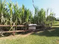 ハワイ プランテーション ビレッジの写真_330528
