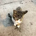 忍野八海の写真_331215