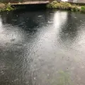 忍野八海の写真_331220