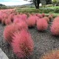 河口湖自然生活館の写真_331255