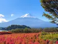 河口湖自然生活館の写真_331260