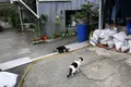 侯硐の写真_331355