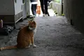 侯硐の写真_331357