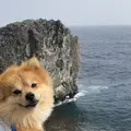 辺戸岬の写真_331618