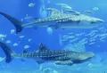 沖縄美ら海水族館の写真_332587