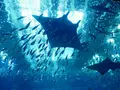 沖縄美ら海水族館の写真_332589