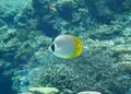 沖縄美ら海水族館の写真_332591