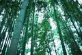 嵐山 竹林の小径の写真_334140