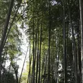 高台寺の写真_335122