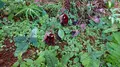 神代植物公園の写真_335593