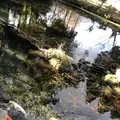 明神池名水公園の写真_338391