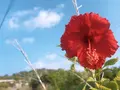 大神島の写真_338989