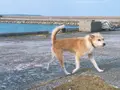 大神島の写真_338998