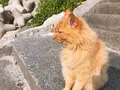 大神島の写真_338999