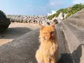 大神島の写真_339003