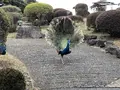 伊豆シャボテン動物公園の写真_340303
