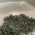 金川製茶の写真_340726