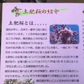 土肥桜の写真_341998