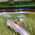 第一玉家すしの写真_342818