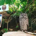 伊豆シャボテン動物公園の写真_342827