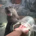 伊豆シャボテン動物公園の写真_342833