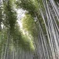 嵐山の写真_342951