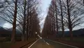 メタセコイア並木の写真_343293