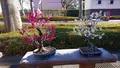 府中市郷土の森博物館の蝋梅の写真_343569
