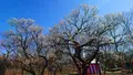 府中市郷土の森博物館の蝋梅の写真_343570