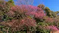 府中市郷土の森博物館の蝋梅の写真_343572