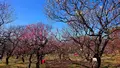 府中市郷土の森博物館の蝋梅の写真_343577