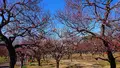 府中市郷土の森博物館の蝋梅の写真_343579