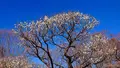 府中市郷土の森博物館の蝋梅の写真_343587