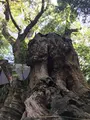 来宮神社 鳥居の写真_343925