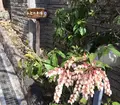 山辺の古径の写真_344344