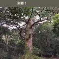 久久能智の聖木の写真_344547