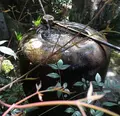 大聖院の写真_344578