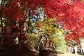 今高野山龍華寺の写真_345970
