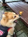 丹後王国 食のみやこの写真_346502