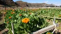 花つみ畑平左エ門の写真_348089