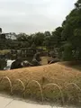 二条城 本丸庭園の写真_348388