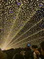 なばなの里の写真_348914
