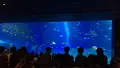 沖縄美ら海水族館の写真_348982