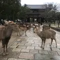 東大寺の写真_349203