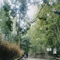 嵐山の写真_349209