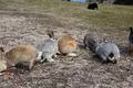 大久野島の写真_349330