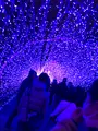 江の島シーキャンドルの写真_349696