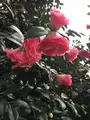 伝香寺の写真_349732