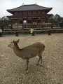 興福寺の写真_349799