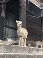 東大寺の写真_349827